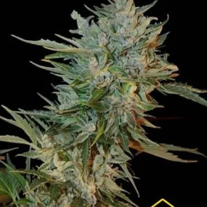HAZE GOM AUTO