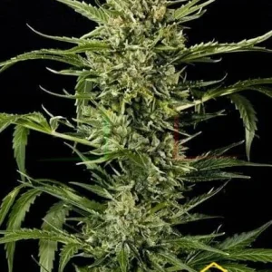 AUTO MASS
