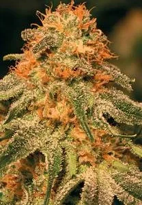 VANILLA KUSH