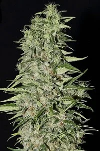 DIAMOND GIRL