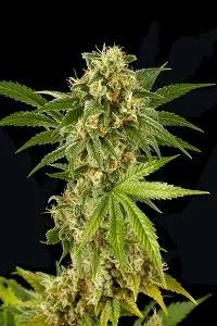 KUSH N CHEESE