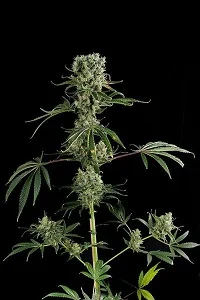 MOBY DICK #2