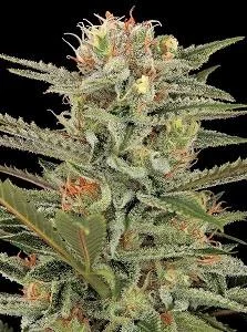 ORIGINAL AMNESIA