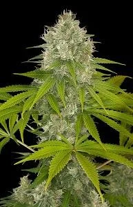 POWER KUSH