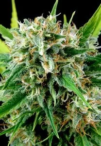 ROYALE HAZE
