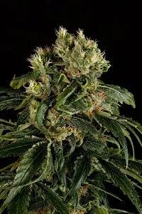 SANTA SATIVA