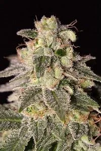 SHARK SHOCK CBD