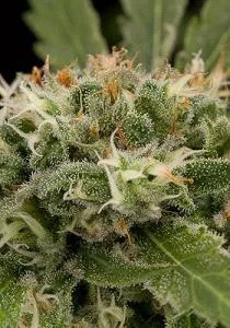 STRAWBERRY AMNESIA