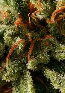 SWEET DEEP GRAPEFRUIT