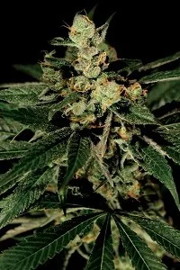 TRAIN WRECK