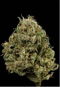 CHEESE XXL AUTO