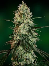 CHRONIC THUNDER
