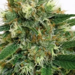 PHATT FRUITY