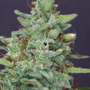 RED DIESEL