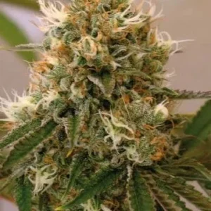 RED CHERRY BERRY