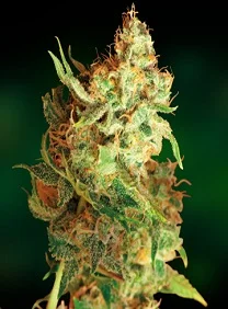 RED DRAGON