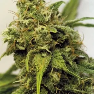 UTOPIA HAZE