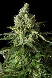 MOBY DICK CBD