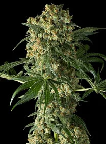 BIG KUSH