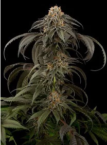 PURPLE AFGHAN KUSH
