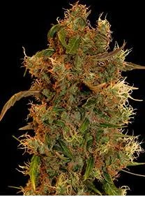 8 BALL KUSH