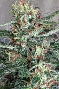 CRYSTAL CLOUD