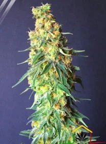 WHITE DOMINA CBD