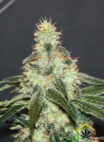 MATARO BLUE CBD