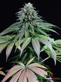 PURPLE MOBY DICK
