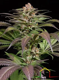 PURPS#1