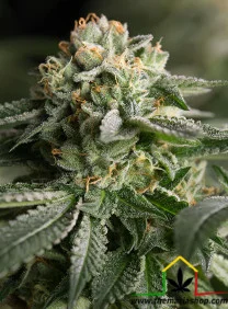 REMO CHEMO