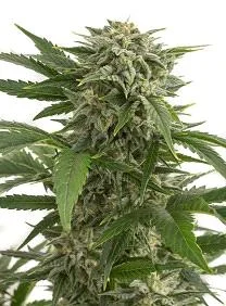 BUBBA KUSH AUTO