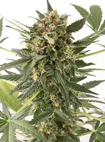 KUSH N CHEESE AUTO