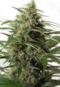 MOBY DICK XXL AUTO