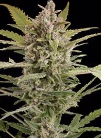 CRITICAL + 2.0 AUTO