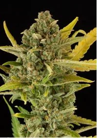 CRITICAL CHEESE AUTO