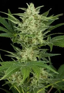 CRITICAL JACK AUTO