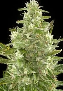 CRITICAL + AUTO
