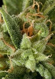 FRUIT AUTO