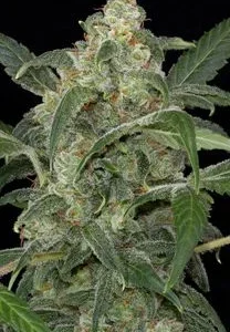 HAZE 2.0 AUTO