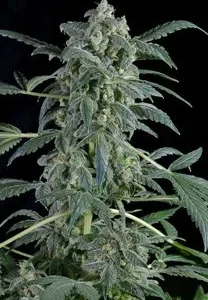 ORIGINAL AMNESIA AUTO