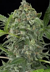 WHITE CHEESE AUTO