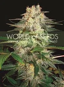 AFGHAN KUSH RYDER AUTO