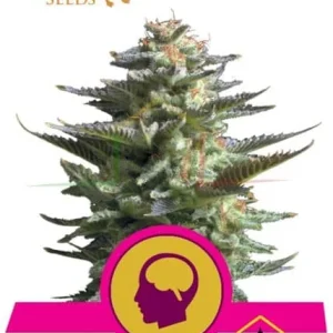 AMNESIA HAZE