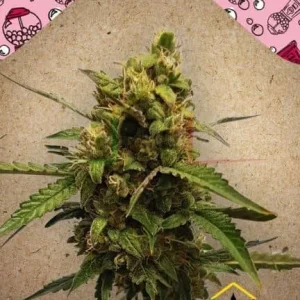AUTO BUBBLE