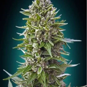 AUTO NORTHERN LIGHTS
