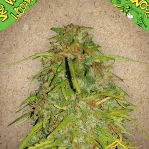 AUTO SPEED BUD