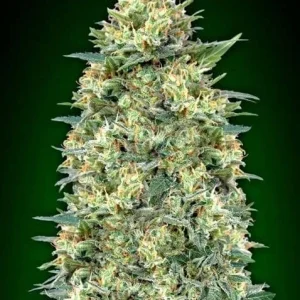 AUTO WHITE WIDOW