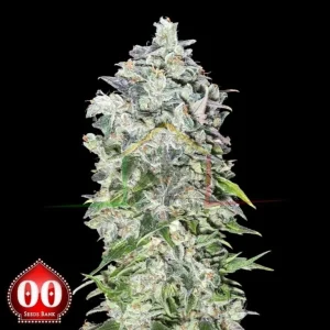 AUTO 00 KUSH