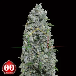 AUTO AFGHAN MASS XXL